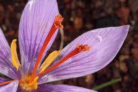 Image result for Pycreus cuanzensis