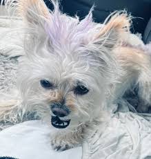 What onesies are recommended for dogs after spaying?