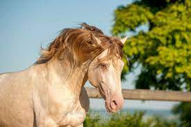 Pinterest Limitlessskyy Beautiful Horses Appaloosa Horses Horse Photos