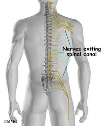 This article looks at the anatomy of the back, including bones, muscles, and nerves. Thoracic Spine Anatomy Eorthopod Com
