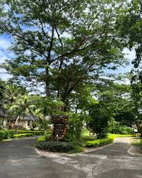 Image result for Trilepisium