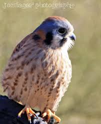 Birds Of Northern Illinois Year Round Birds In Northern Illinois The Capture Of The Sparrow Hawk Birds Birder Illinois