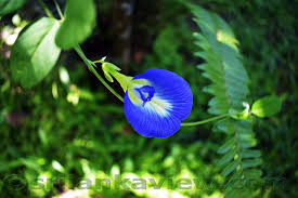 The second largest botanical garden in sri lanka, haggala botanical gardens is picturesquely situated in the hill country a rich collection of amazing wildflower photos for nature lovers.photos of wild flowers in sri lanka.images of beautiful wildflowers of north western province of srilanka. Beautiful Kandyan Home Garden In Sri Lanka Picture Design Ideas