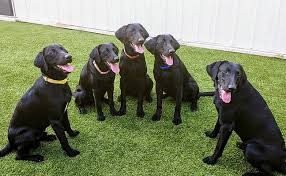 From bed bugs, cockroaches or termites to raccoons, birds. Black Diamond Pups Earn Bed Bug Inspector Certification Pest Management Professional
