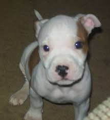 I got her when she was 6wks old and started. American Pitbull Terrier Dog Breed Pictures 6