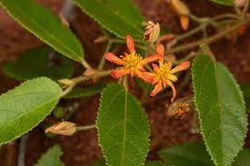 Image result for Malvaceae subfamily Grewioideae