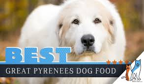 6 best great pyrenees dog foods plus top brands for puppies