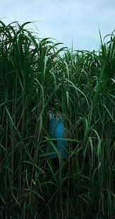In The Tall Grass Directed By Vincenzo Natali With Patrick Wilson Harrison Gilbertson Rachel Wilson Laysla De Oliveira Br Tall Grass Grass Rachel Wilson