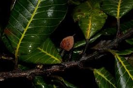 Image result for Pouteria adolfi-friederici