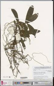 Image result for Rhipidoglossum rutilum