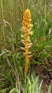 Image result for Orobanche