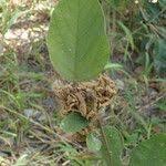 Image result for Polhillides