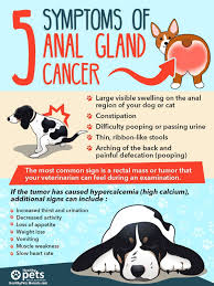 The symptoms of intestinal cancer in cats are very similar to other gastrointestinal issues. Pin By Bea Rudd On Dogs The Holistic Approach To Dog S Health R Cat Care Tips Rectal Cat Care