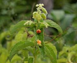 Image result for Hoslundia