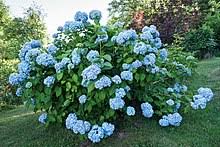 Dabei wird zwischen winterharten und winterfesten sowie immergrünen und laubabwerfenden hydrangea unterschieden. Hortensien Wikipedia