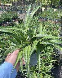 Image result for Sansevieria parva