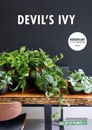 Many different types of ivy exist, but most grow best in bright indirect light. August 2018 Devil S Ivy Houseplant Of The Month Flower Council