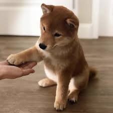 Convert shiba inu to usd. Twitter It S What S Happening Shiba Inu Welpe Shiba Inu Welpen Hunde