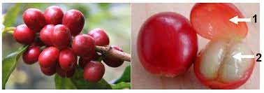 Challenges Free Full Text Challenges In Specialty Coffee Processing And Quality Assurance Html
