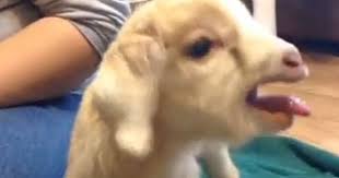 Screaming Kid Vine Baby Goats Goats Funny Animal Videos