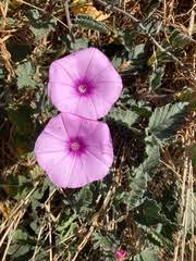 Image result for Convolvulus farinosus