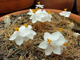 Image result for Gethyllis