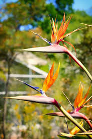 Image result for Strelitziaceae