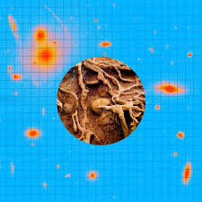 Virgo and cancer compatibility virgo cancer is a very harmonious match, where you each will bring out the best in the other. A Guide To The Earth Signs Taurus Virgo And Capricorn