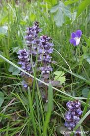 Image result for Laurembergia repens