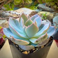 Image result for Senecio subsessilis