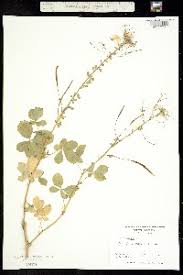 Image result for Cleome aculeata