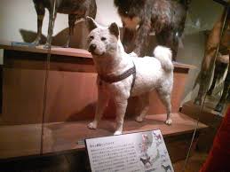 Resultado de imagen para estatua perro japones