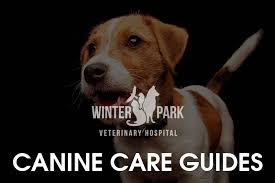 … i showed blondie last year and we won almost all the classes i had her in. Laser Surgery And Your Pet Winter Park Veterinary Hospital Fl