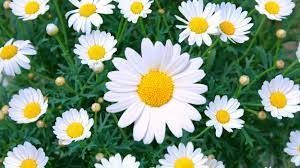 Maybe you would like to learn more about one of these? Daisy Care How To Plant Grow Outdoor Daisy Flowers In A Garden