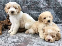 Find aussiedoodle puppies for sale below! Standard Aussiedoodle Puppies For Therapy Dogs Double R Doodles