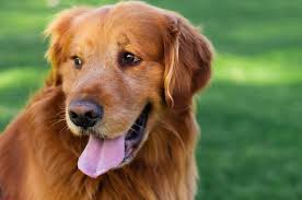 Red Golden Retriever The King Of Goldens Marvelous Dogs