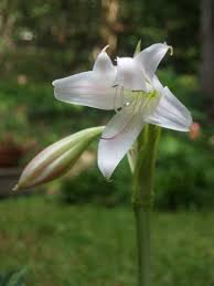 Image result for Crinum lugardiae