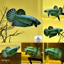 See more of aquabid kingpetall on facebook. Aquabid Com Archived Auction Fwbettas1575612007 Wild Betta Alien Green Peacock Rare Ended Fri Dec 6 00 00 07 2019