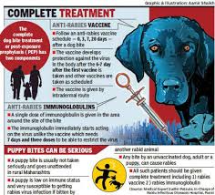 Yes a rabid dog can live beyond 10 days. 96 Scorer Inadequately Treated For Dog Bite Succumbs To Rabies Pune News Times Of India