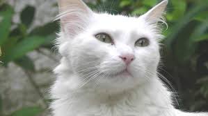Ruyada Ayagi Sakat Kedi Gormek Ruyandagor Com