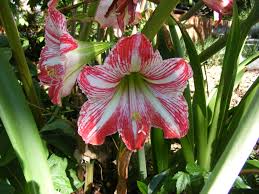 Image result for Hippeastrum