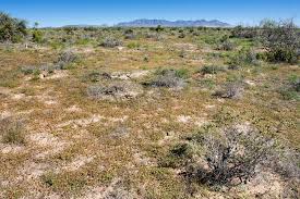 Image result for Aristida canescens