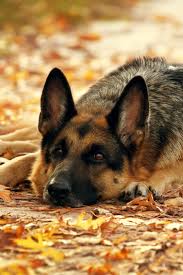 The most common color in the german shepherd breed is the sand color.as a matter of fact, this opens the door for quite a few color combinations. Dog German Shepherd Lies In The Autumn Wood Against Beautiful Yellow Foliage Germanshepherd Doggiesgermanshepherds Dog Breeds Dogs And Puppies Pets