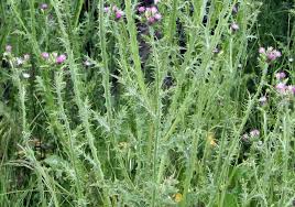 Image result for Carduus leptacanthus