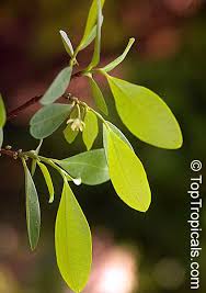 Image result for Erythroxylaceae