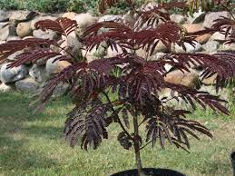 We did not find results for: Seidenbaum Schlafbaum Seidenakazie Summer Chocolate Albizia Julibrissin Summer Chocolate Baumschule Horstmann