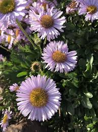 Image result for Erigeron steudelii