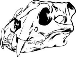 Cranio De Tigre Siberiano Ilustracao