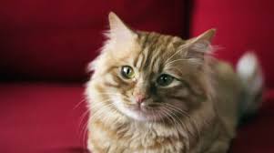 Domestic cat looking at the camera still. Yellow Cat Looking In Camera And Moving Stock Video Pond5