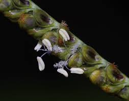 Image result for Melanospermum